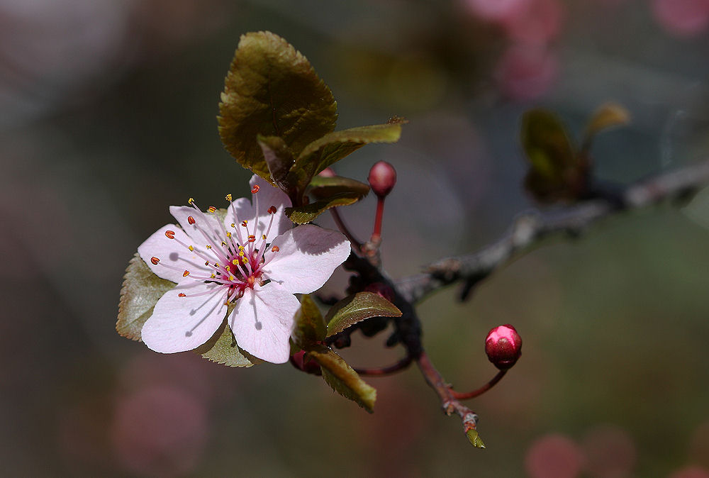 Prunus dulcis / Mandorlo